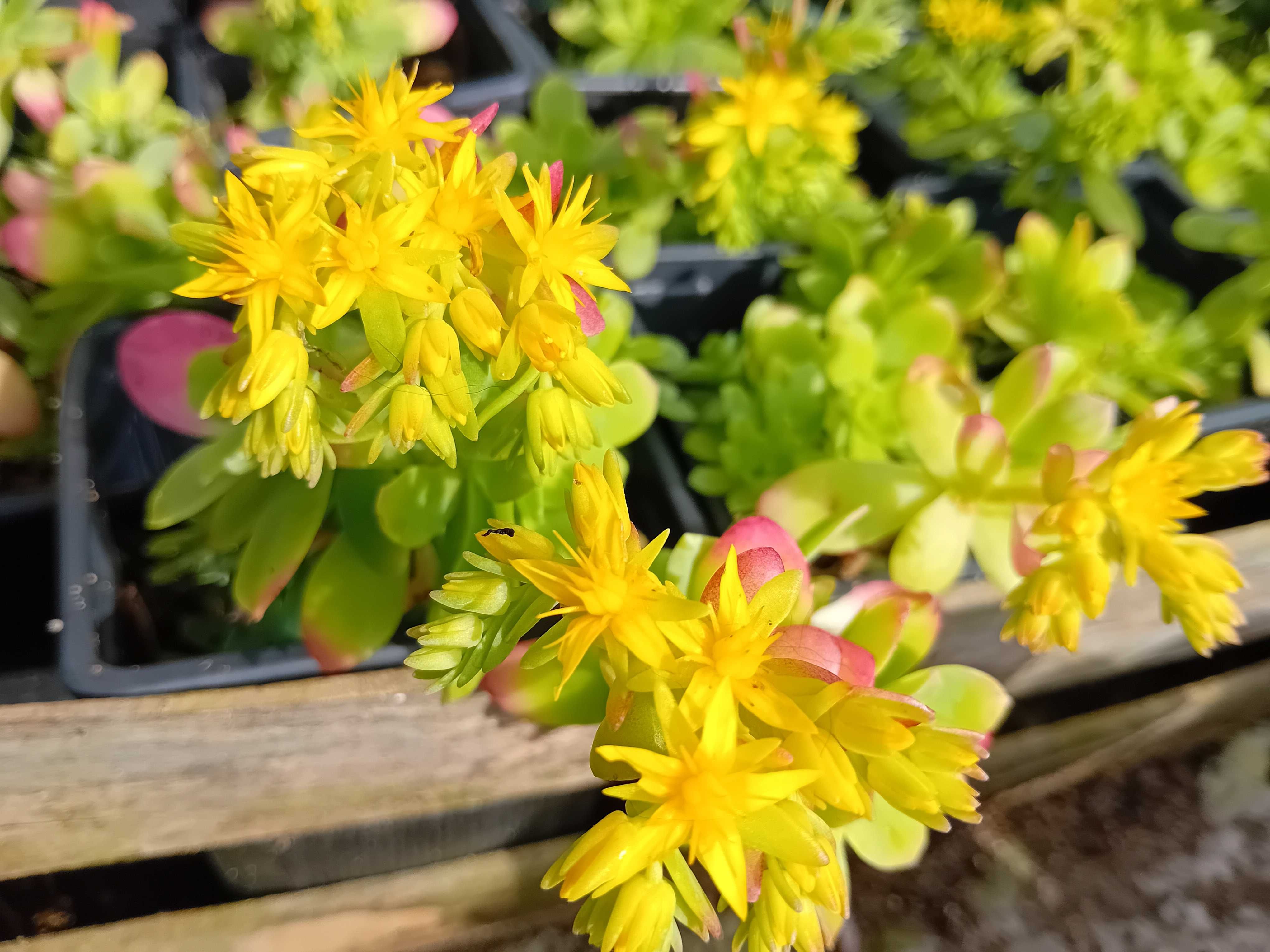 Sedum Palmerii suculenta