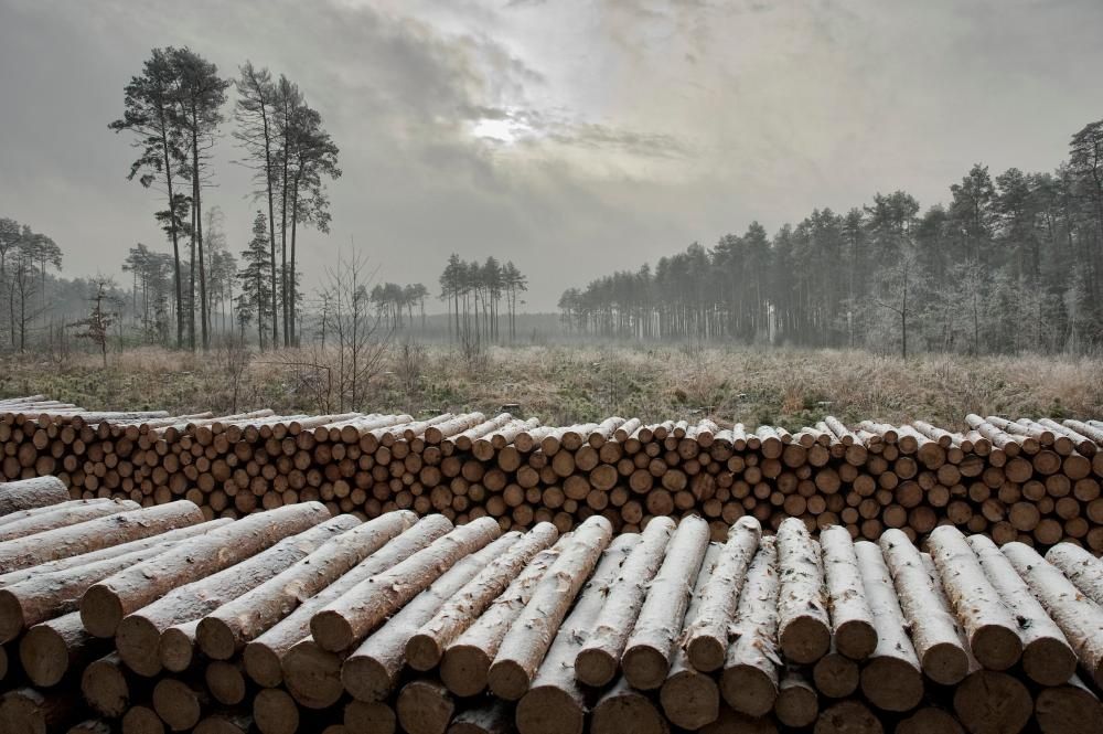 Opał drewno kominkowe 250zł