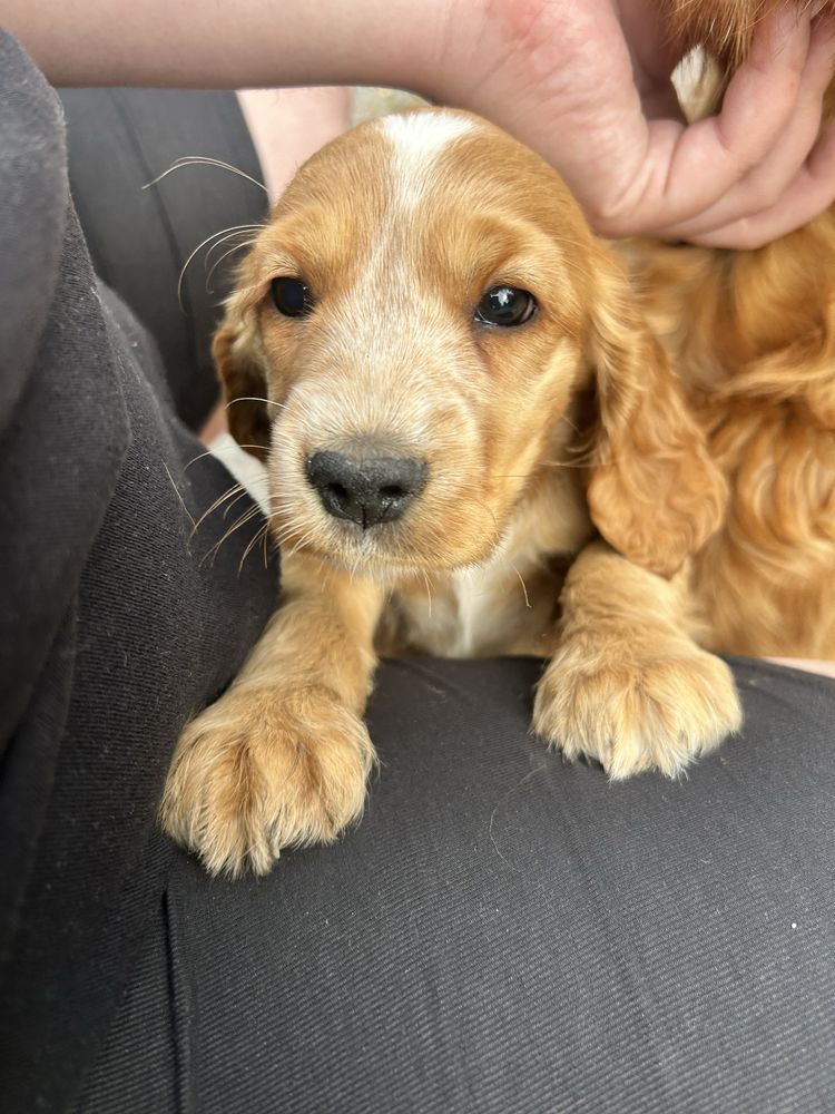 Szczeniaki Cocker Spaniel