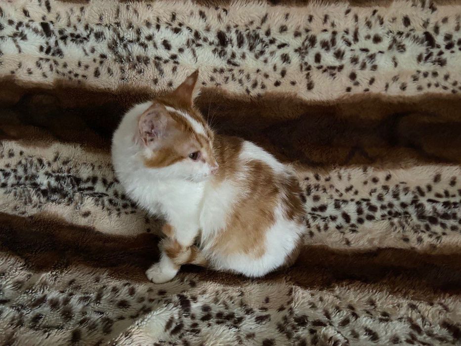 Віддамо котика, 5 місяців