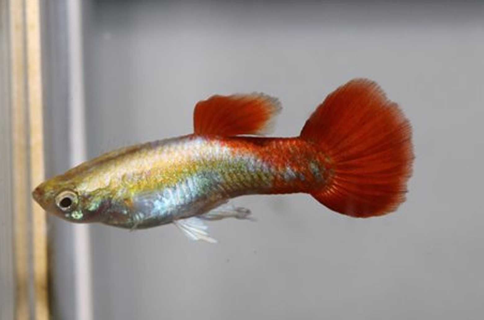 Gupik odmiana SILVER TUXEDO - Poecilia reticulata - dowozimy, wysyłamy