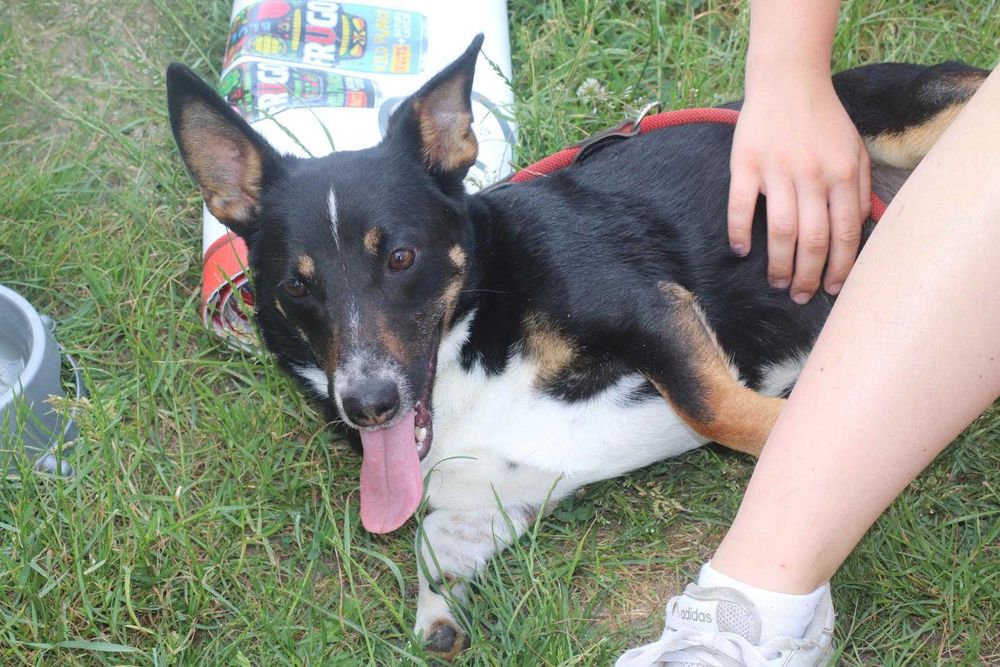 Radar wesoły psiak szuka domu