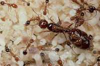 Продам экзотических муравьев из Эквадора ! Solenopsis geminata