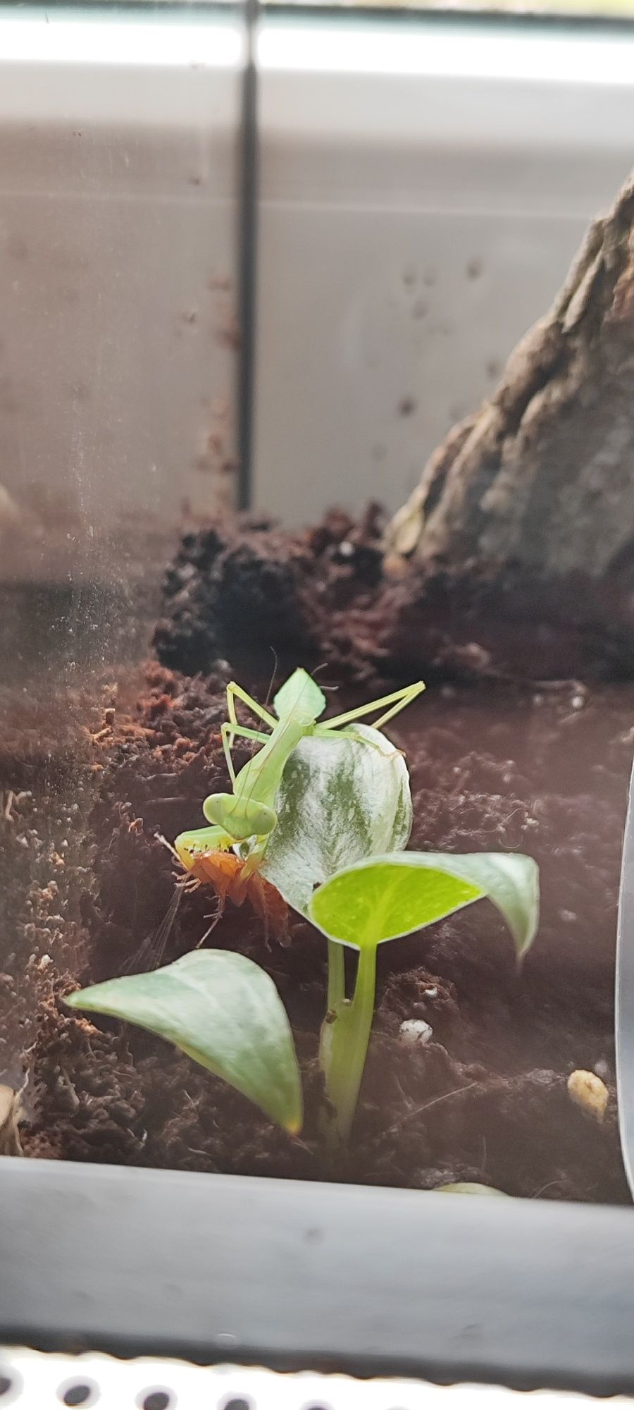 Hierodula sp. Modliszka