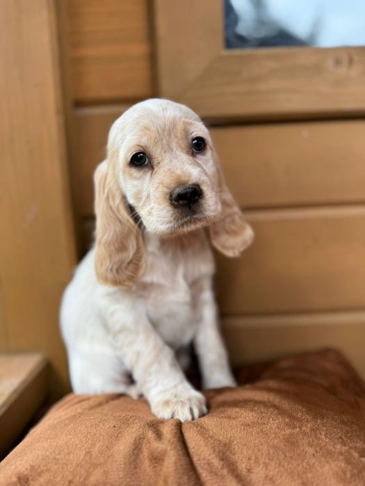 Cocker spaniel angielski Piesek rodowód