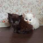 Котики шукають дім