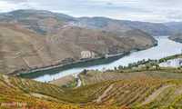 Terreno com vinha -  Douro