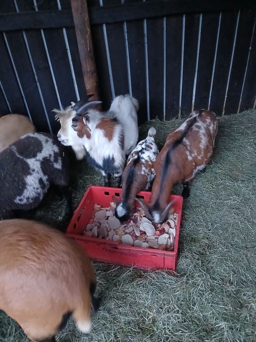 Sprzedam rodzina kóz miniaturek