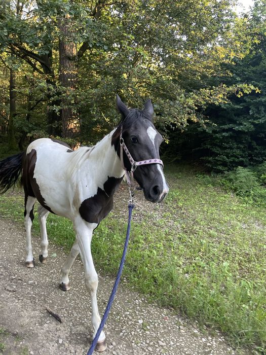 klacz srokata , ojciec APH, matka Sp