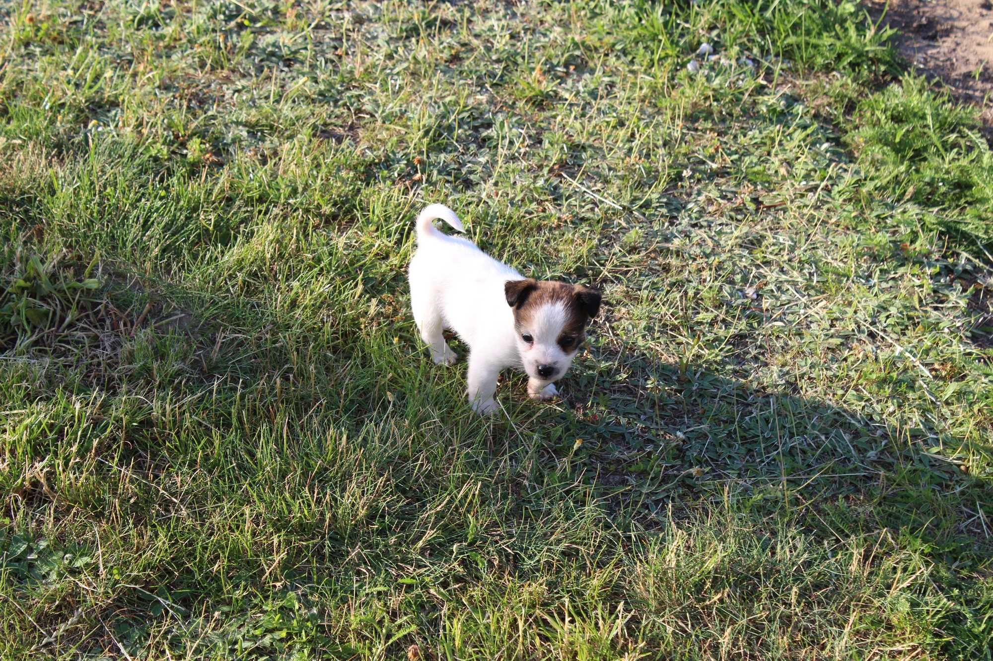szczeniak Leo piesek Jack Russell Terrier pochodzenie ZKWP FCI