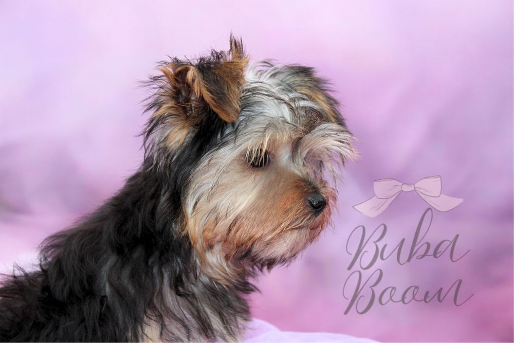Yorkshire Terrier mini Rodowodowy