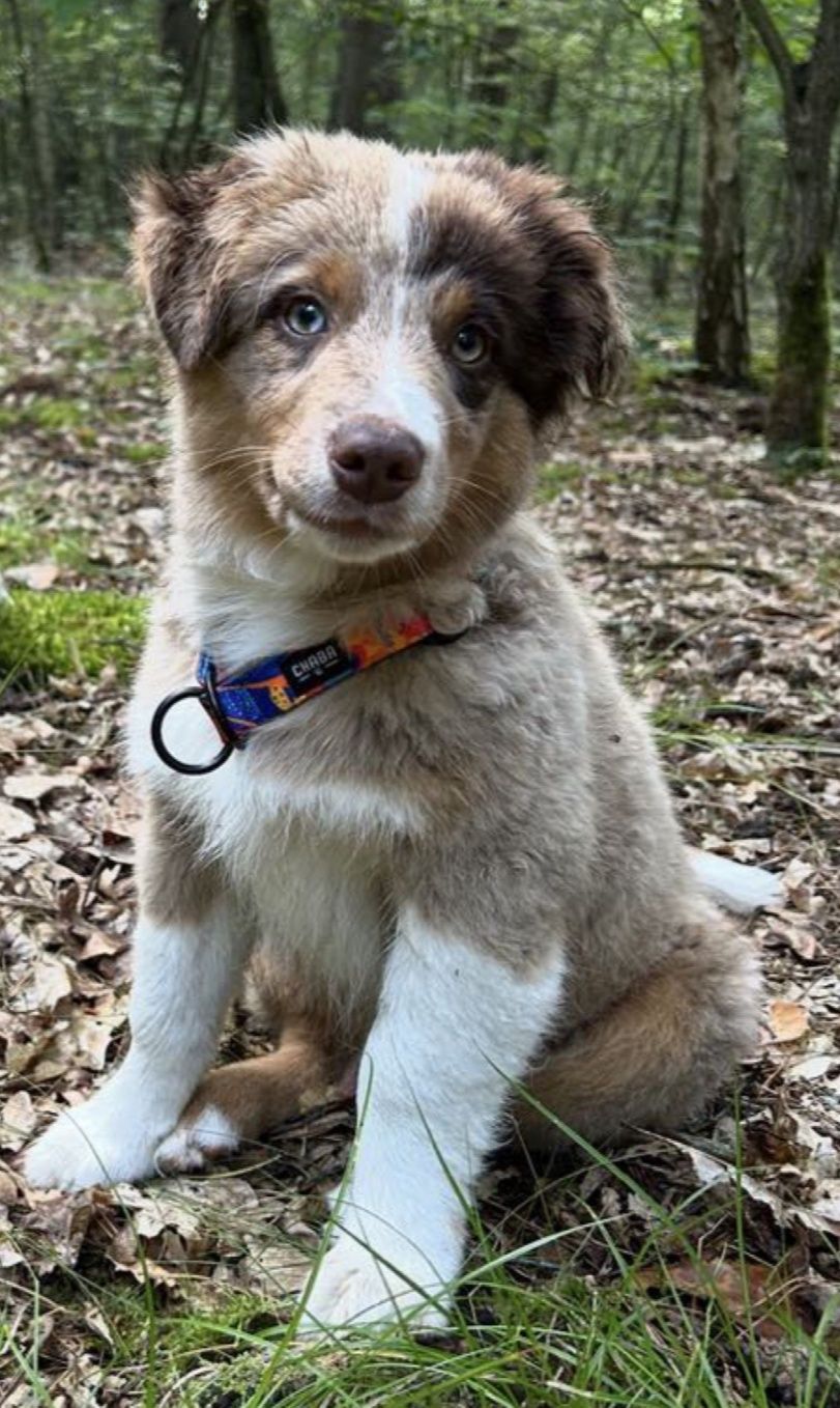 Rezerwacja Blue merle Miniaturowy Owczarek Amerykański