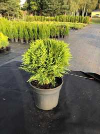 Tuja Thuja Danica kula doniczka 2 litry, 20cm wysokości i 20cm szer