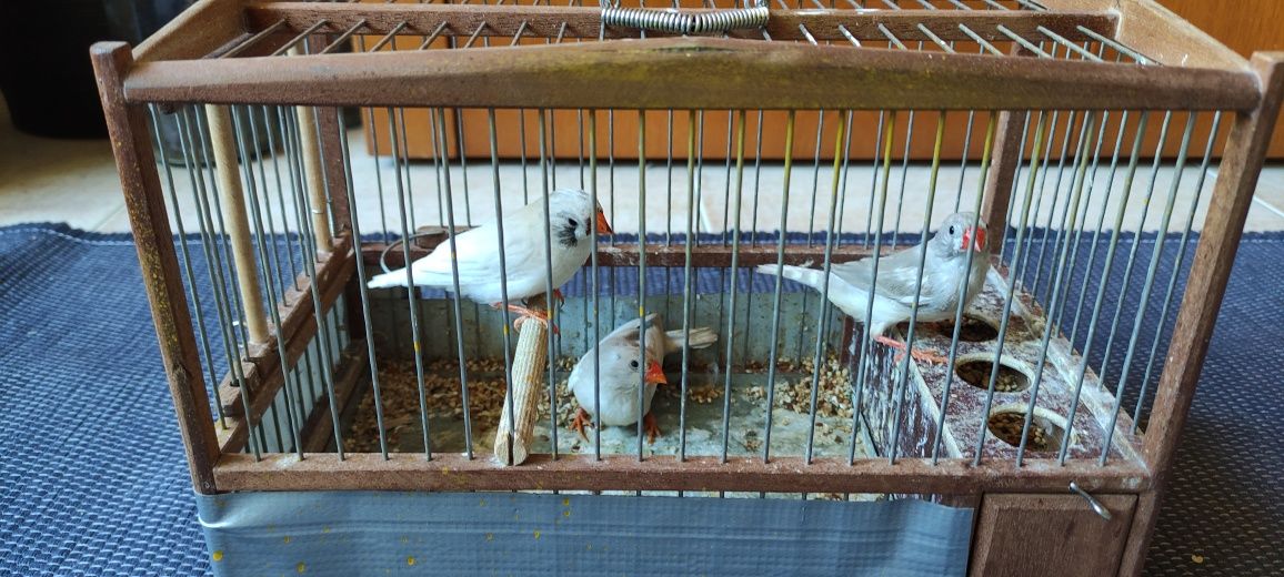 Vendo 1 casal de mandaris