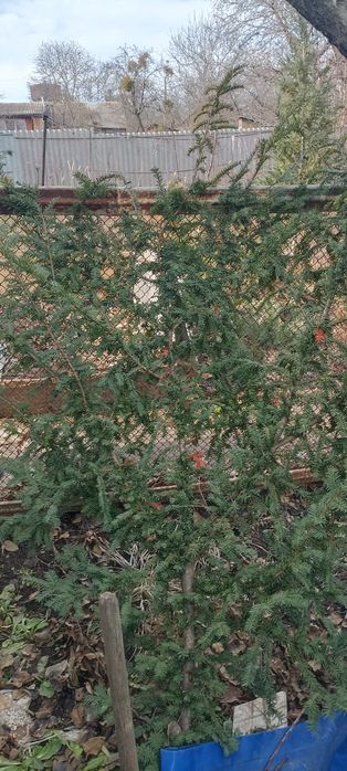 Тис ягодный Summergold