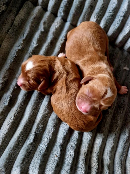 Cavapoo dziewczynka