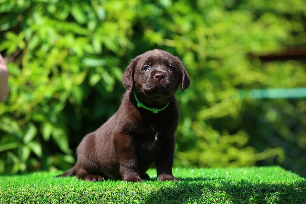 Цуценя / цуценята Лабрадор Ретривер шоколадного окрасу шоу клас