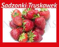 SADZONKI TRUSKAWEK WCZESNE – Silne, Zdrowe od Niewczas Szkółka