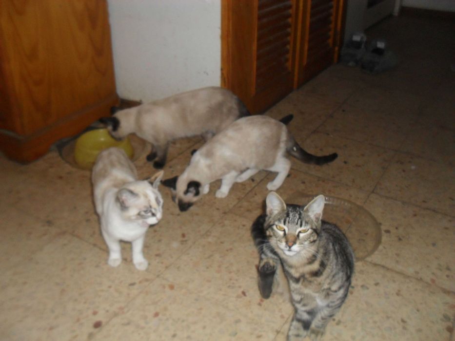gatinhos para dar a quem estimar