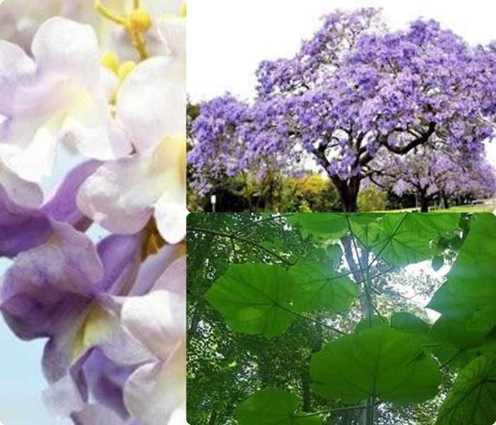 Paulownia sadzonki 50-70 cm! Cesarskie drzewko szczęścia!