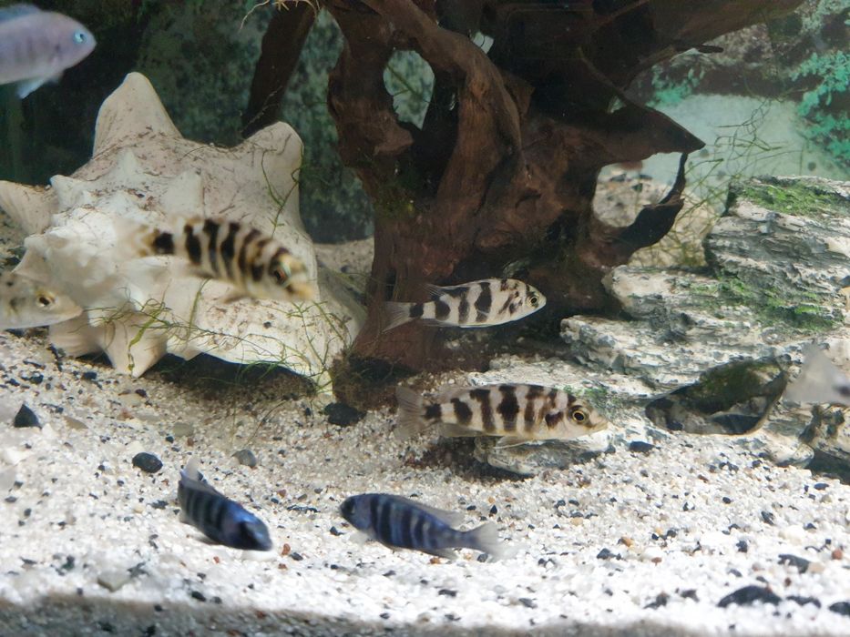 Pyszczaki Bydgoszcz-zerknij-