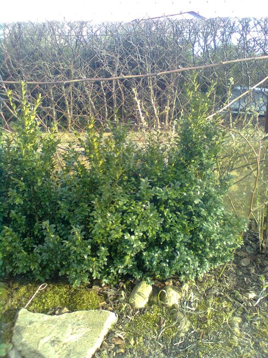 Sprzedam 7 letni bukszpan (wiecznie zielony).