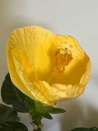 Гібіскус жовті квіти