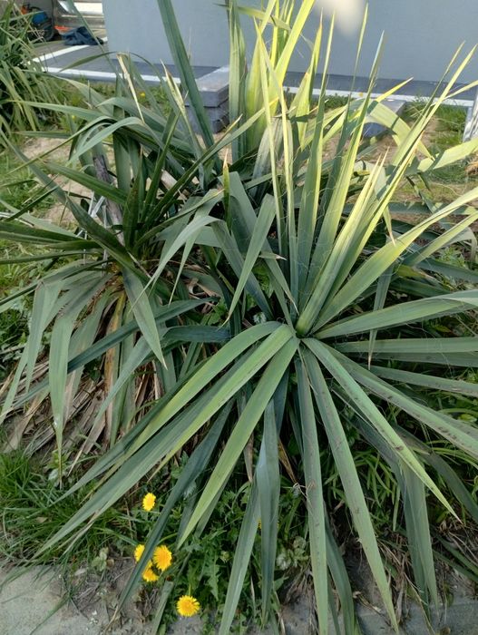 Juka ogrodowa ,sadzonka