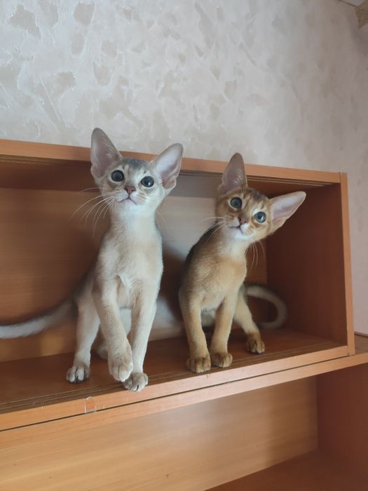 Абиссинские котята от питомника BURLESK UA