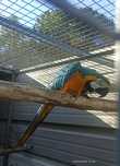 Arara    araruna