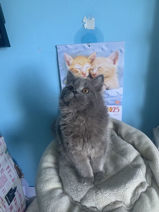 Kocurek brytyjski długowłosy rodowód  fpl gotowy do odbioru