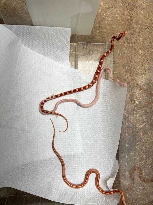 Wąż zbożowy (Pantherophis guttatus)