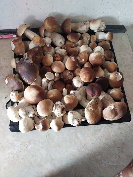 Borowik szlachetny suszony