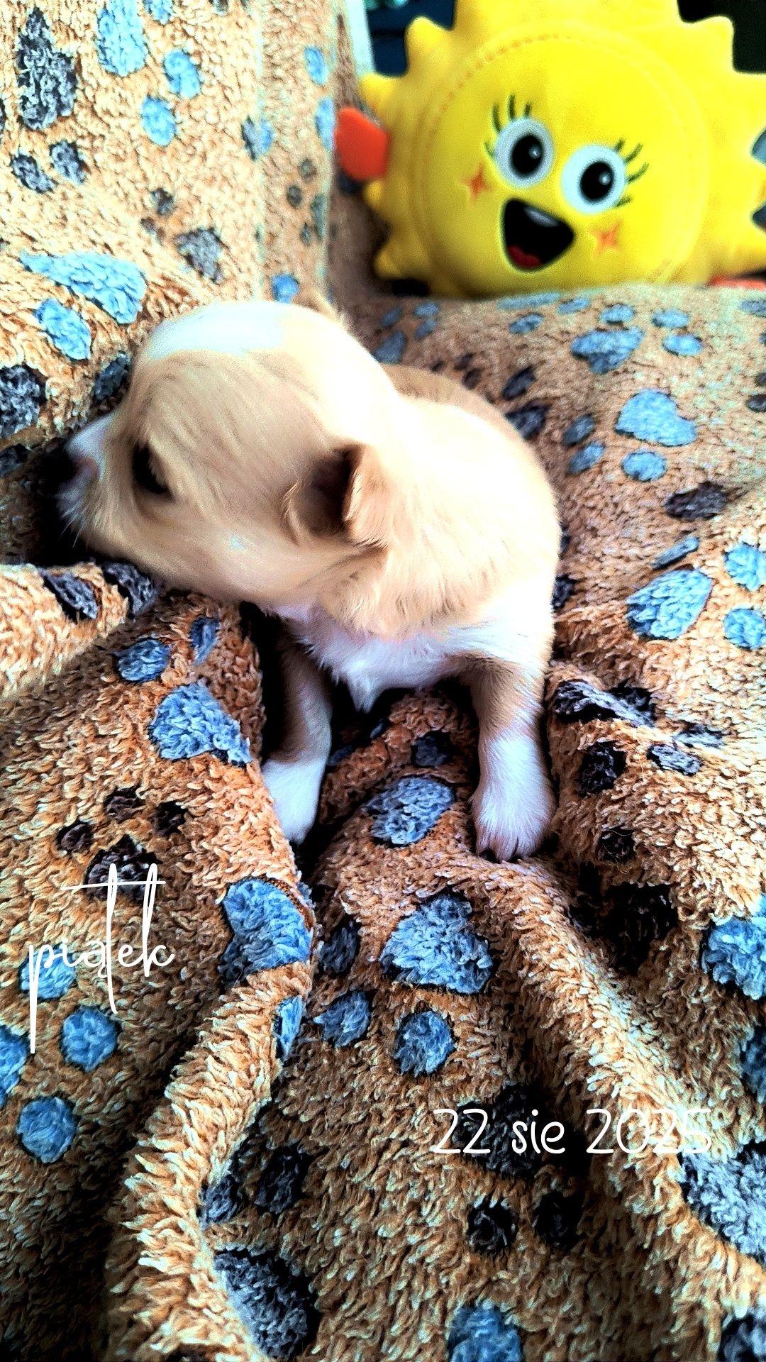 Sunia chihuahua długowłosa