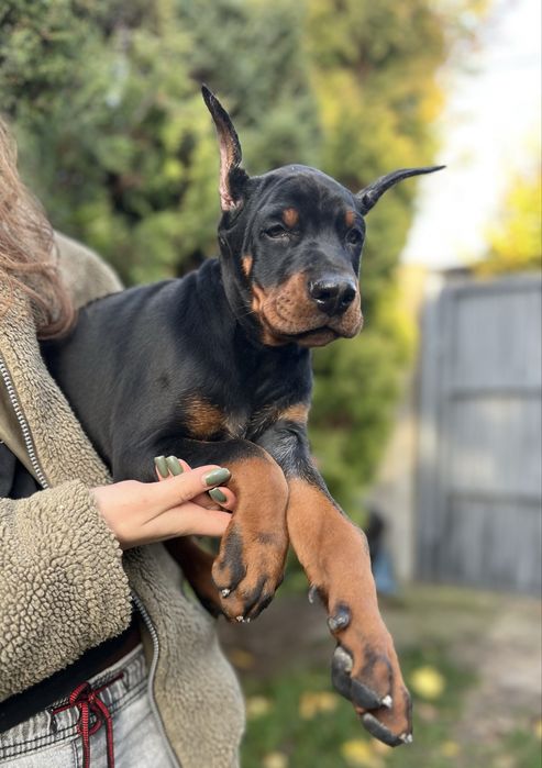 Doberman  Europejski FCI O bardzo mocnej anatomii, po championach.