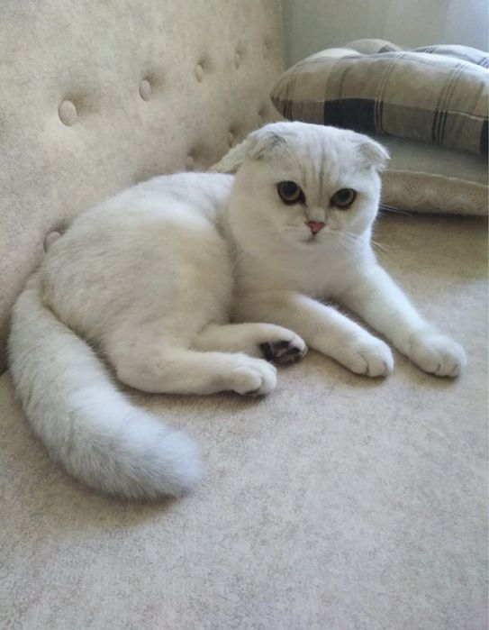 Кошеня шотландська сіра шиншила