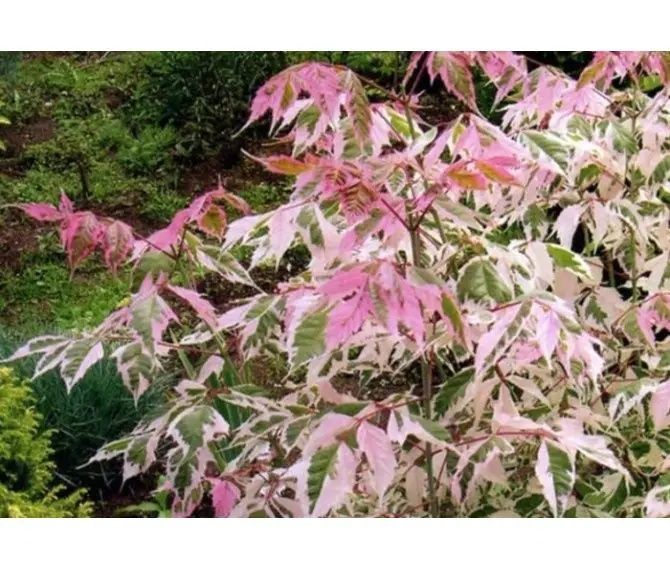 Клен ясенелистий "Фламінго",сакура плакуча "Кіку шидаре"