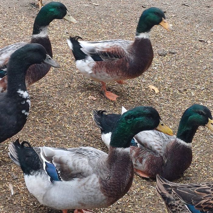 Kaczor staropolski francuskii