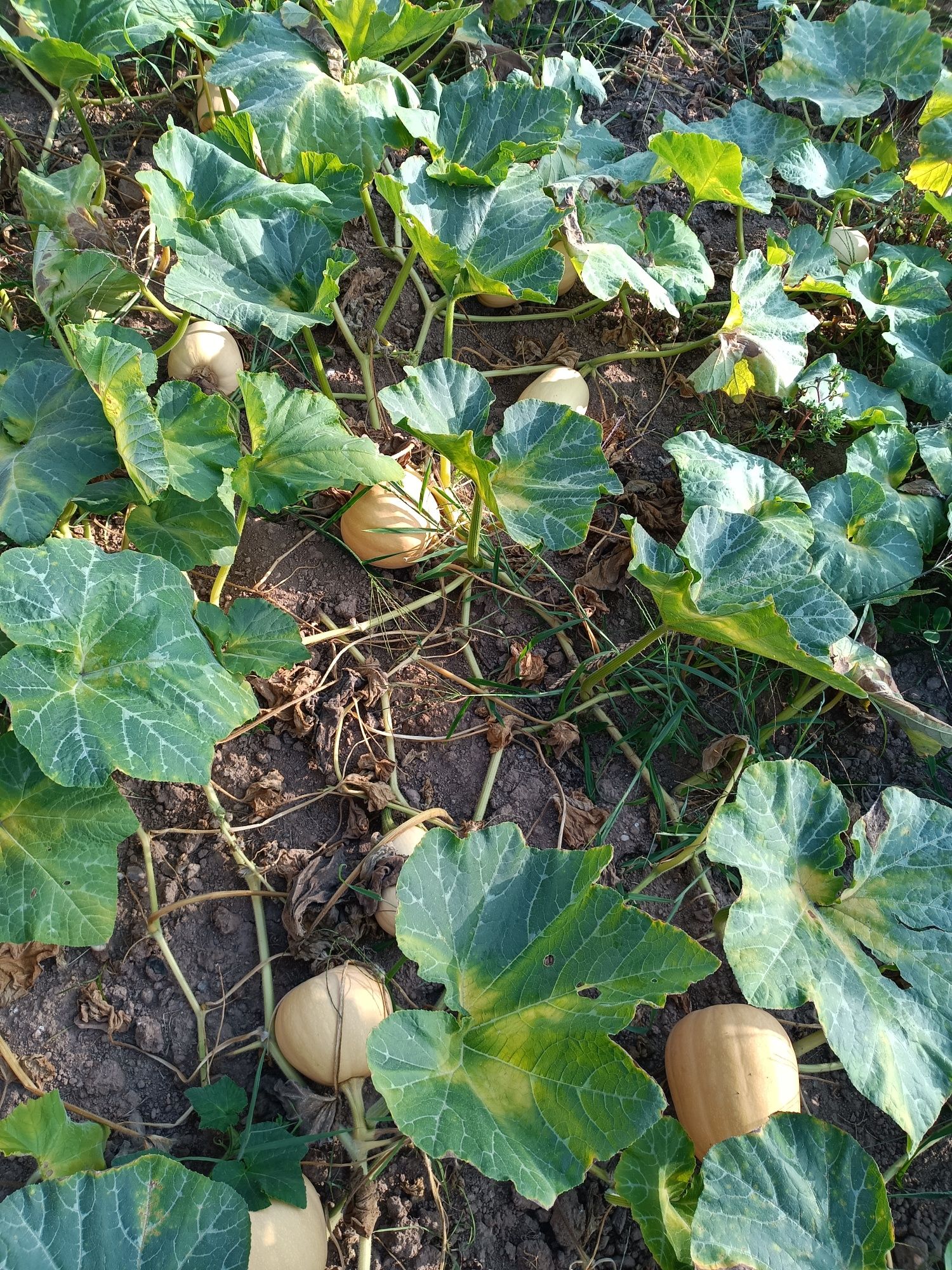 Abobora Manteiga