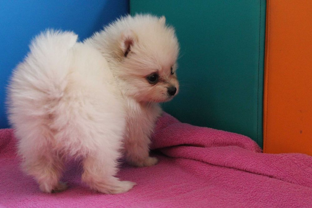 Szpic Pomeranian śliczna mini suczka - już do odbioru