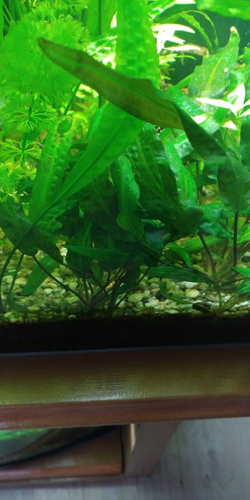 Roslinka kryptokoryna karbowana