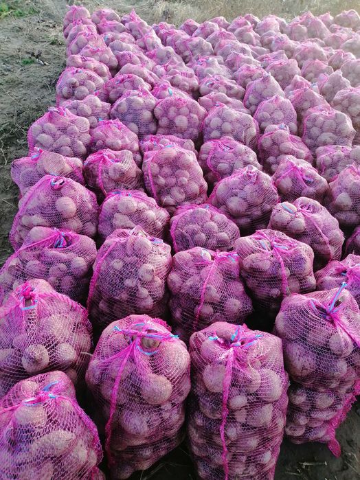 marchew i buraki odpadowe dzwierząt.