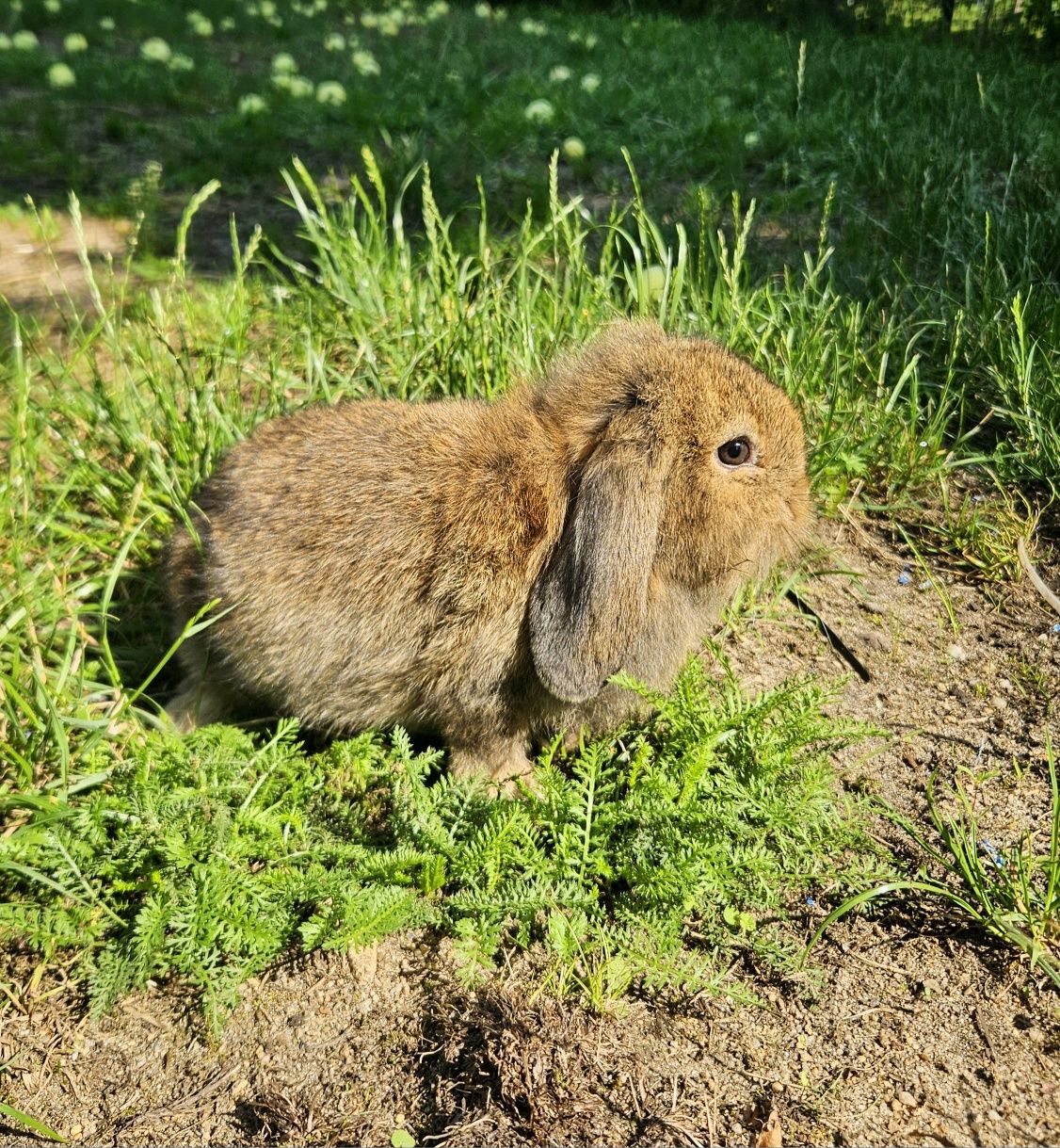 Królik baranek miniaturka