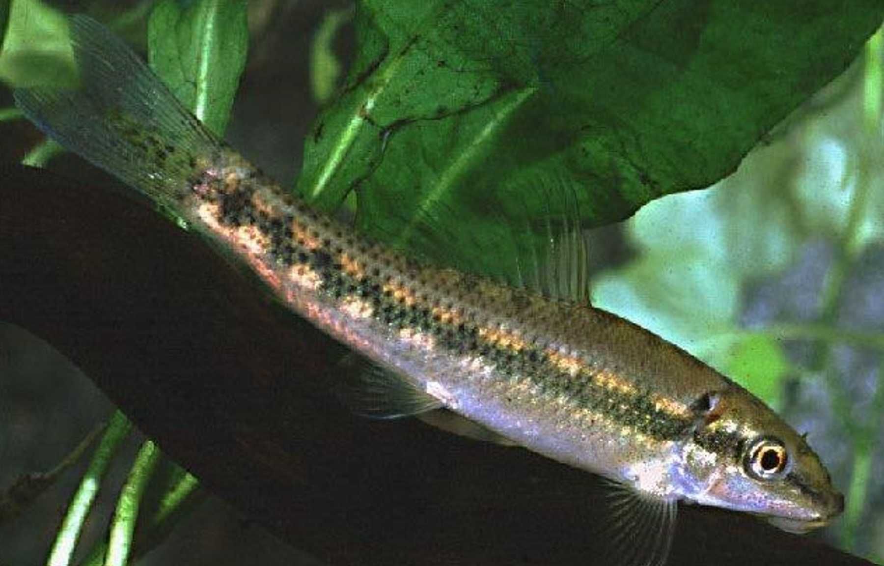 Glonojad syjamski - Gyrinocheilus aymonieri - dowozimy, wysyłamy