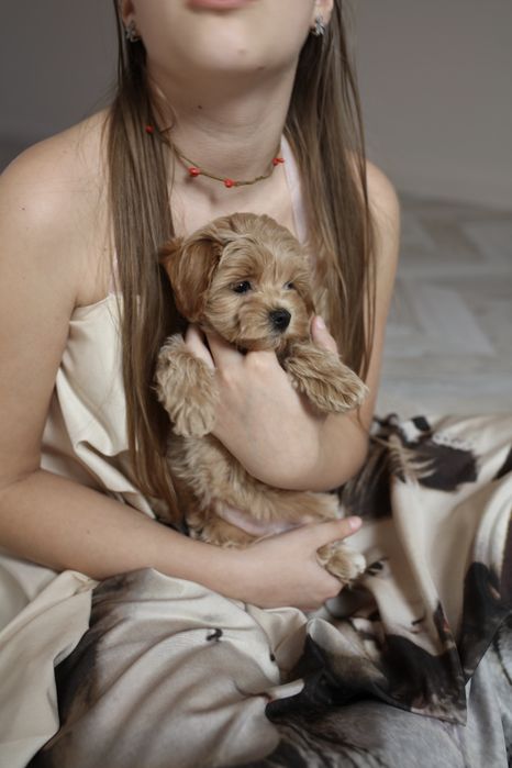 Міні мальтіпу дівчинка ф1, мальтипу девочка мини, mini maltipoo f1