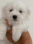 Szczeniak  Coton de Tulear  ZKwP/FCI