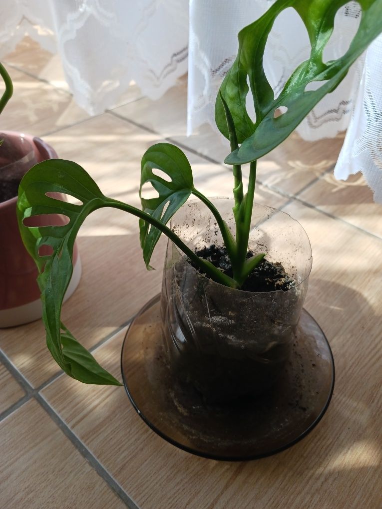 Philodendron małpka.