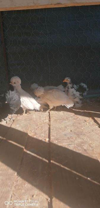 Vendo pintos de raça peduanas