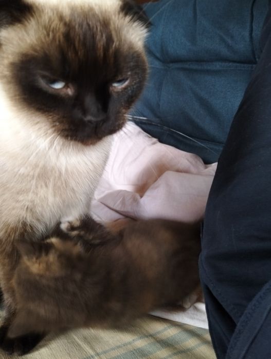 Кошенята британці