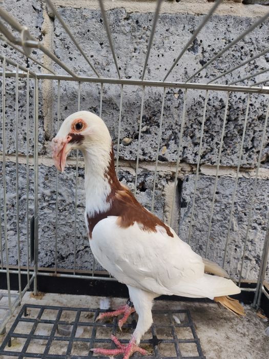 Gołębie Bagdeta Norymberska para